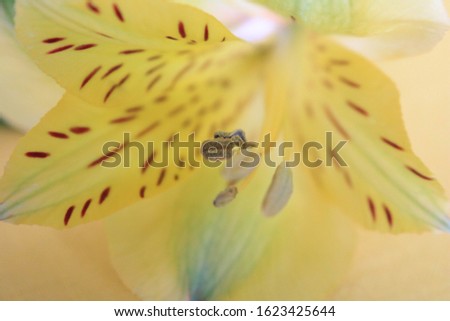 Yellow Tiger lily Up close and in full bloom, taking up the whole image. Close detail. Very soft light