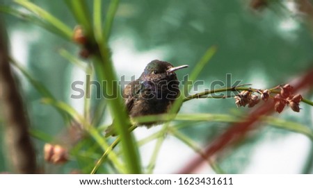 hummingbird resting at Inhotim Institute, Minas Gerais state, Brazil
