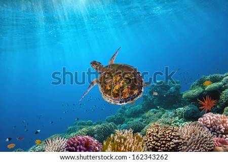 Ocean Underwater Background Image, Red Sea, Egypt