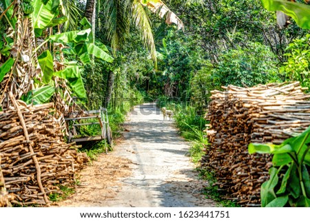 Pathways and sights of Ben Tre Vietnam