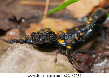 Salamander (Salamandra longirostris) Malaga, Spain