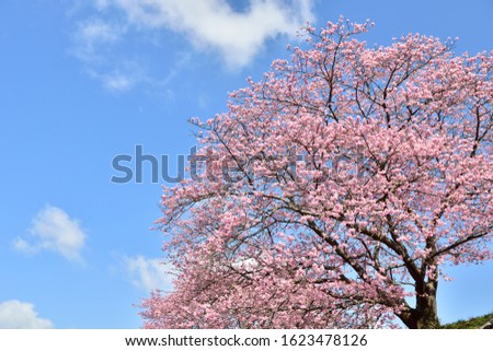 Cherry blossoms are the symbol of spring in Japan.
Spring in Japan is known for the blooming of cherry blossoms.