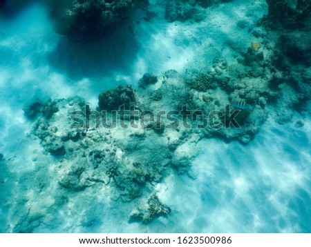 A view of an underwater seascape featuring coral, sea life and bright, vivid, vibrant colours.  Image has copy space.