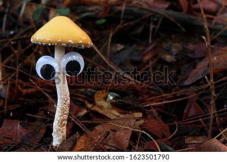 This mushroom sports googlie eyes to make this shot fun and comical.