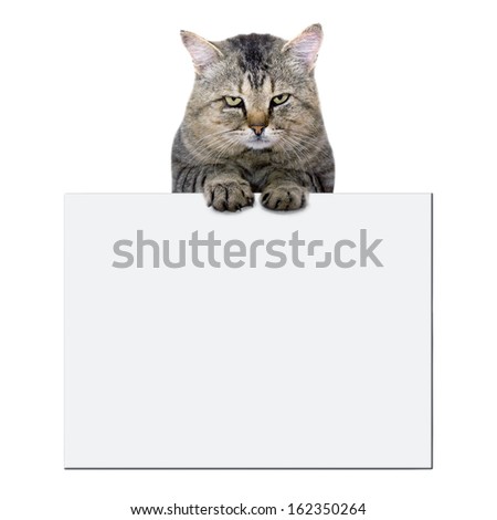 cat rests on a blank banner on white background