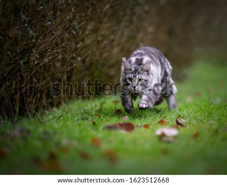 playful silver tabby maine coon cat hunting running on grass looking ahead focused outdoors in the back yard