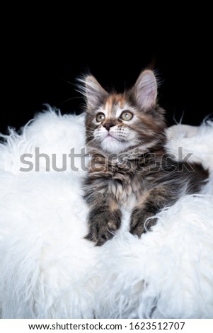 portrait of a cute 8 week old maine coon kitten resting on white fake fur in front of black background looking up curiously