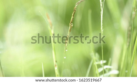 Close up of small drop of morning dew on green grass. Stock footage. Natural landscape of the summer green meadow with a drop of water on the grass.