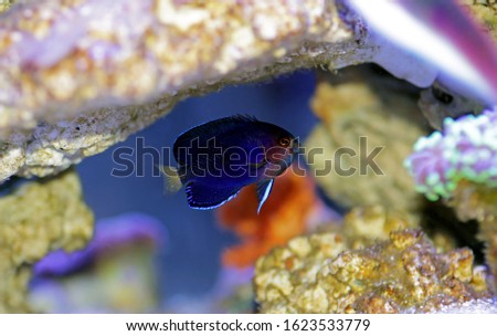 Pygmy Yellowtail dwarf Angelfish - 
(Centropyge flavicauda)