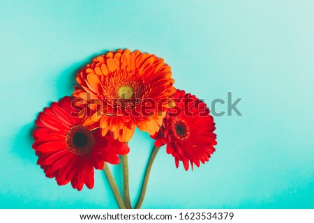 Colorful red gerbera flowers on a blue background. Bright, juicy greeting card for Valentine's Day, International Women's Day, Mothers day, symbol of spring, 8 march.