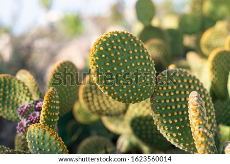 
cactus plant grows in nature with flowers