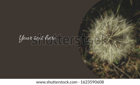 Dandelion inside a circular frame with dark background. Suitable for presentation background, greeting card or brochure. Space for text provided