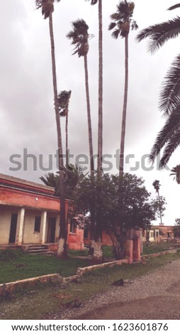 A picture of a long palm tree in a place where the French lived during colonial times