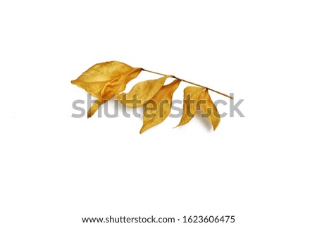 Dry leaves isolated on white