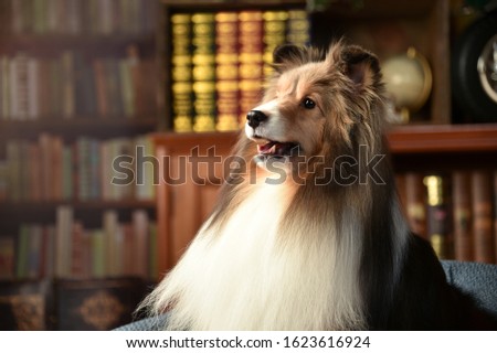 Shetland Sheepdog from a Japanese photo studio