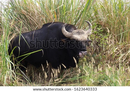 Large male bull (Bos gaurus) large adult Black, hardy, walking, grazing in the nearby natural forest 