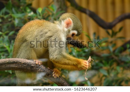 Common squirrel monkey is the traditional common name for several small squirrel monkey species native to the tropical areas of South America.