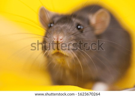 The rat is gray. Symbol of 2020, Chinese horoscope