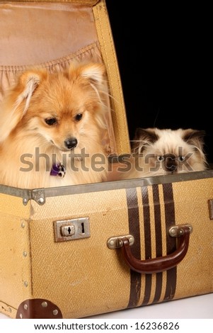 close up of pomeranian puppy dog and himalayan persian kitten in old fashioned suitcase against black background