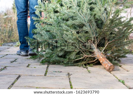 The legs of a man pulling the old christmas tree away Royalty-Free Stock Photo #1623693790