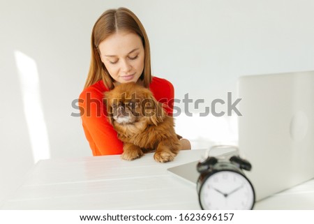 Blonde sits at laptop. Girl plays with a small dog. Laptop and watch on a white table. Young woman in a red sweater on a white background.
