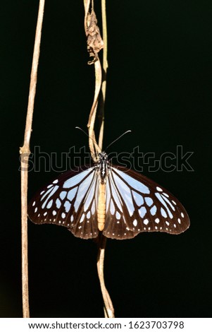 glassy Tiger butterfly open wing 