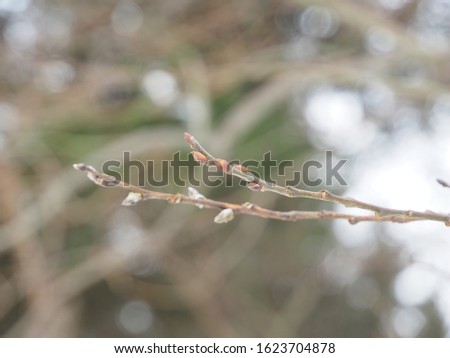 willow twigs bloom in spring