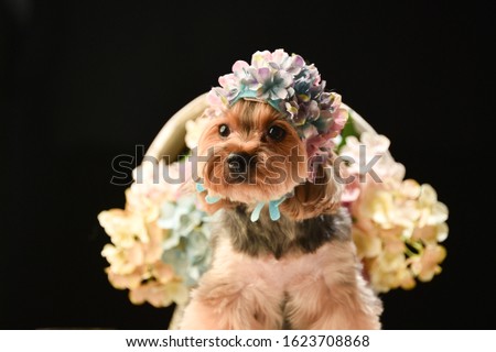 Yorkshire terrier shot in a Japanese studio