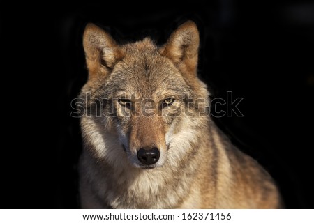 Eye to eye portrait with grey wolf female on black background. Horizontal image. Beautiful and dangerous beast of the forest