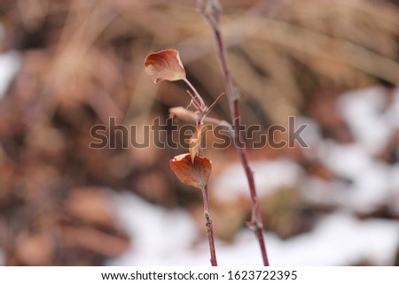 Adorable orange autumn leaves on a brown background 