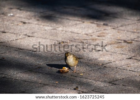A picture of a Golden-crowned Sparrow perching on the ground.    Victoria BC Canada
