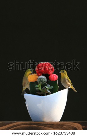 Two white eye birds are sitting in a white flowerpot looking at the red flower. And its all dark around. Out Focus picture.