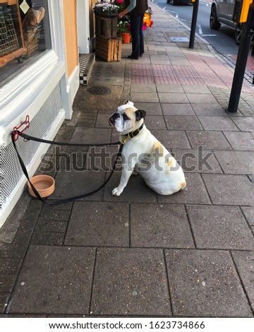 The English bulldog waiting for his owner in front of coffee shop