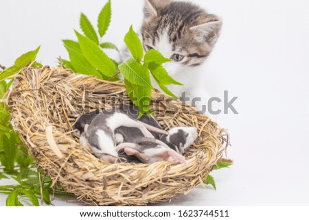 Rats and a cat. Stray nest on a white background. The cat found a mouse behind a green branch. symbol of 2020. Chinese calendar. Asian horoscope