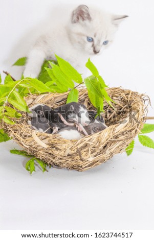 Rats and a cat. Stray nest on a white background. 