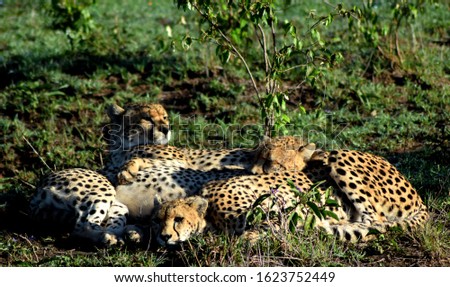 A cheetah mother with two cubs sitting in the grass a bush in the background. The mother is sitting up and looking towards the camera into the distance the cheetah cubs are laying down 