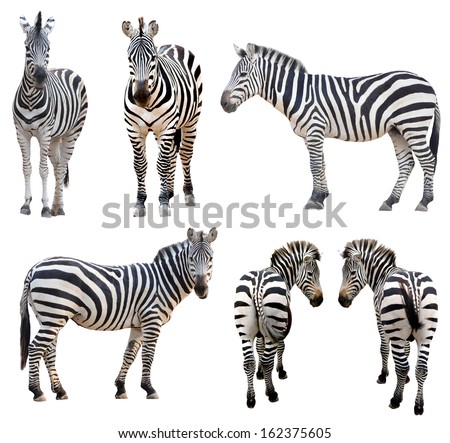 zebra isolated on white background Royalty-Free Stock Photo #162375605