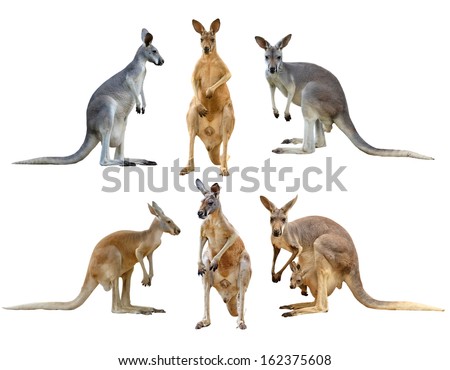 kangaroo isolated on white background