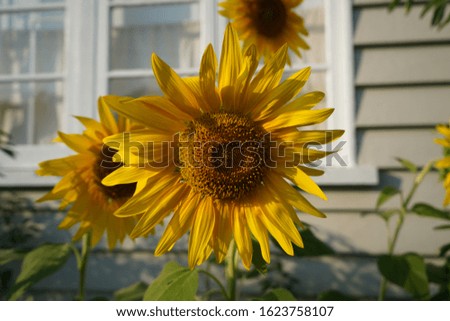 Front Facing Sunflower In Front Of House