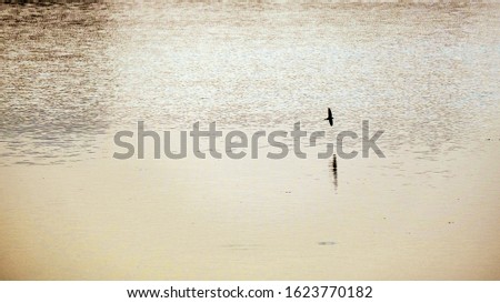 
The surface of the water with birds flying above the water surface