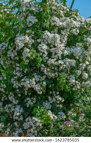White roses flower bloom in garden in Europe