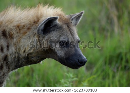 Profile portrait of a spotted hyena against the backdrop of green grass on a safari in the Masai Mara, kenya, Africa.