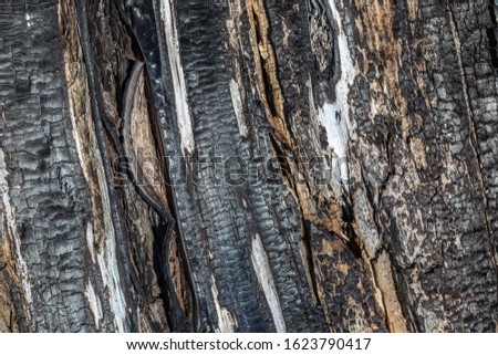 Closeup horizontal color photogaphy of real burnt wood texture. Abstract organic background.