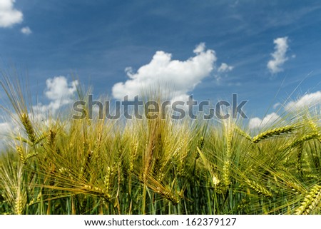 Green and yellow wheat on a grain field in spring