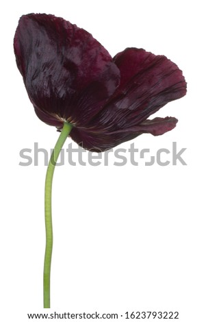 Studio Shot of Burgundy-red Colored Poppy Flower Isolated on White Background. Large Depth of Field (DOF). Macro. Close-up.