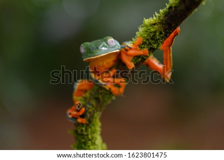 Splendid tree frog or splendid leaf frog (Cruziohyla calcarifer). A beautiful frog with tiger stripes. Barbilla national park, Costa Rica.