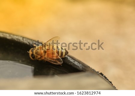 The bumblebee is drinking water on a bucket.Closeup picture and blurry background with copy space.