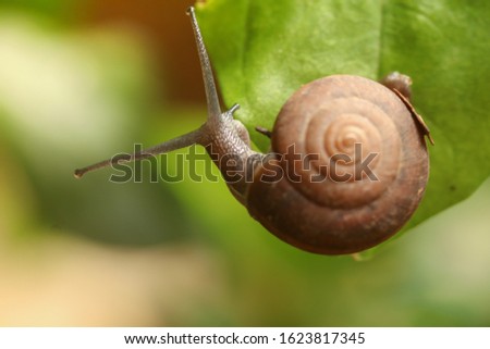 The snail is climbing up the trees in the backyard.Closeup picture and blurry background.