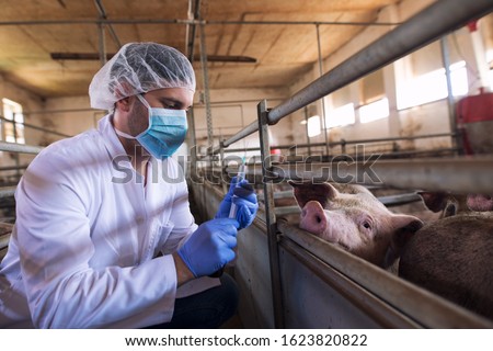 Veterinarian at cattle farm preparing to give a medicine shot injection for vaccination to the pigs at pig farm. Animals health control and care. Royalty-Free Stock Photo #1623820822