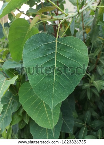 Sacred fig leaf on nature background, Ficus religiosa